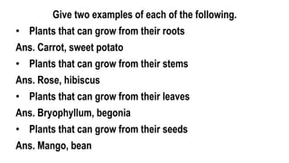 Give two examples of each of the following.
• Plants that can grow from their roots
Ans. Carrot, sweet potato
• Plants that can grow from their stems
Ans. Rose, hibiscus
• Plants that can grow from their leaves
Ans. Bryophyllum, begonia
• Plants that can grow from their seeds
Ans. Mango, bean
 