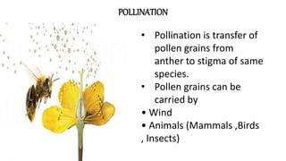 POLLINATION
• Pollination is transfer of
pollen grains from
anther to stigma of same
species.
• Pollen grains can be
carried by
• Wind
• Animals (Mammals ,Birds
, Insects)
 