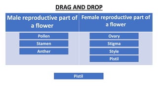 DRAG AND DROP
Male reproductive part of
a flower
Female reproductive part of
a flower
Pollen
Pollen
Ovary
Ovary
Stamen
Stamen
Stigma
Stigma
Anther
Anther
Style
Style
Pistil
Pistil
 