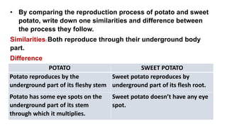 POTATO SWEET POTATO
Potato reproduces by the
underground part of its fleshy stem
Sweet potato reproduces by
underground part of its flesh root.
Potato has some eye spots on the
underground part of its stem
through which it multiplies.
Sweet potato doesn’t have any eye
spot.
• By comparing the reproduction process of potato and sweet
potato, write down one similarities and difference between
the process they follow.
Similarities: Both reproduce through their underground body
part.
Difference
 