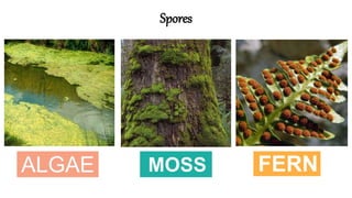 Spores
 