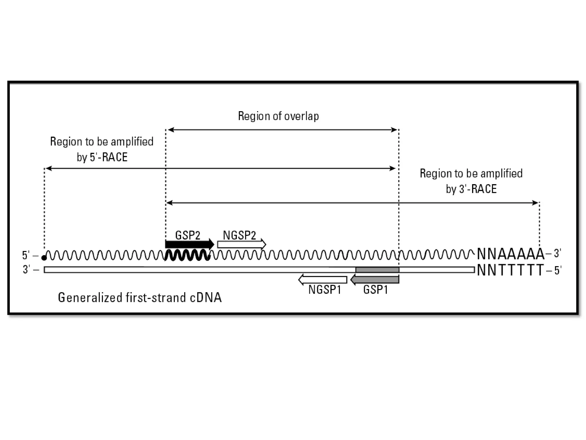 Rapid amplification of c-DNA ends | PPTX
