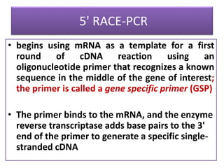 5' RACE-PCR
• begins using mRNA as a template for a first
round of cDNA reaction using an
oligonucleotide primer that recognizes a known
sequence in the middle of the gene of interest;
the primer is called a gene specific primer (GSP)
• The primer binds to the mRNA, and the enzyme
reverse transcriptase adds base pairs to the 3'
end of the primer to generate a specific single-
stranded cDNA
 