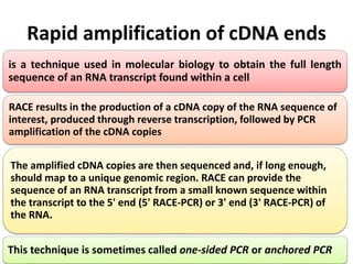 Rapid amplification of c-DNA ends