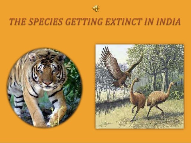 Extinct Species India Extinct Species India