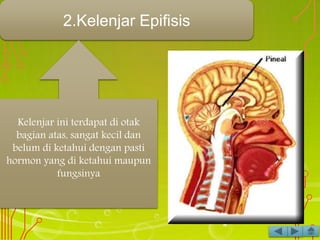 2.Kelenjar Epifisis
Kelenjar ini terdapat di otak
bagian atas, sangat kecil dan
belum di ketahui dengan pasti
hormon yang di ketahui maupun
fungsinya
 