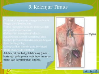 5. Kelenjar Timus
•Terletak di sepanjang rongga trachea di
rongga dada bagian atas.
•Timus membesar sewaktu pubertas dan
mengacil setelah dewasa.
•Kelenjar ini merupakan kelenjar
penimbunan hormon somatotrof atau
hormon pertumbuhan dan setelah dewasa
tidak berfungsi lagi.
•Menghasilkan timosin yang berfungsi
untuk merangsang limfosit.
•lebih tepat disebut getah bening (limfa)
berfungsi pada proses terjadinya imunitas
tubuh dan pertumbuhan limfosit.
 