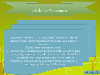 7.Kelenjar Pencernaan
Pencernaan makanan di dalam saluran pencernaan dibantu
dengan enzim. Enzim pencernaan dihasilkan oleh kelenjar
pencernaan.
Kelenjar pencernaan meliputi :
a) Kelenjar usus menghasilkan hormon sekretin yang berfungsi
merangsang sekresi getah pankreas dan hormon kolesistokinin
yang berfungsi merangsang sekresi getah empedu
b) Kelenjar lambung mengahasilkan hormon gastrin yang
merangsang sekresi getah lambung.
 