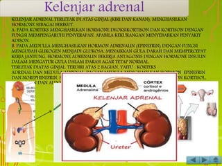KELENJAR ADRENAL TERLETAK DI ATAS GINJAL (KIRI DAN KANAN), MENGHASILKAN
HORMONE SEBAGAI BERIKUT.
A. PADA KORTEKS MENGHASILKAN HORMONE DEOKSIKORTISON DAN KORTISON DENGAN
FUNGSI MEMPENGARUHI PENYERAPAN. APABILA KEKURANGAN MENYEBABKAN PENYAKIT
ADISON.
B. PADA MEDULLA MENGHASILKAN HORMON ADRENALIN (EPINEFRIN) DENGAN FUNGSI
MENGUBAH GLIKOGEN MENJADI GLUKOSA, MENAIKKAN GULA DARAH DAN MEMPERCEPAT
KERJA JANTUNG. HORMONE ADRENALIN BEKERJA ANTAGONIS DENGAN HORMONE INSULIN
DALAM MENGATUR GULA DALAM DARAH AGAR TETAP NORMAL.
TERLETAK DIATAS GINJAL. TERDIRI ATAS 2 BAGIAN, YAITU : KORTEKS
ADRENAL DAN MEDULA ADRENAL. BAGIAN MEDULA MENGHASILKAN HORMON EPINEFRIN
DAN NOREPHINEFRIN, SEDNGAKAN BAGIAN KORTEKS MENGHASILKAN HORMON KORTISOL,
ANDROGEN DAN ALDOSTERON
Kelenjar adrenal
 