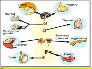 Pertanyaan
1) Jelaskan salah satu
bagian kelenjar endokrin di
bawah ini ? (pilih yang
mana saja bebas )
 