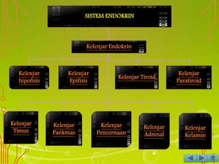 SISTEM ENDOKRIN
Kelenjar
hipofisis
Kelenjar Endokrin
Kelenjar
Paratiroid
Kelenjar
Epifisis
Kelenjar Tiroid
Kelenjar
Timus
Kelenjar
Pankreas
Kelenjar
Pencernaan
Kelenjar
Adrenal
Kelenjar
Kelamin
 