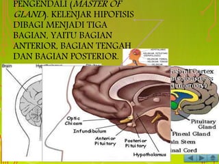 PENGENDALI (MASTER OF
GLAND). KELENJAR HIPOFISIS
DIBAGI MENJADI TIGA
BAGIAN, YAITU BAGIAN
ANTERIOR, BAGIAN TENGAH
DAN BAGIAN POSTERIOR.
 