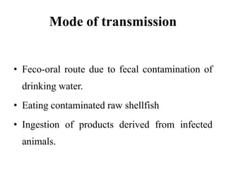 Mode of transmission
• Feco-oral route due to fecal contamination of
drinking water.
• Eating contaminated raw shellfish
• Ingestion of products derived from infected
animals.
 