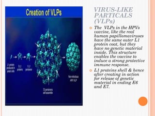 VIRUS-LIKE
PARTICALS
(VLPs)
 The VLPs in the HPVs
vaccine, like the real
human papillomaviruses
have the same outer L1
protein coat, but they
have no genetic material
inside. This structure
enables the vaccine to
induce a strong protective
immune response.
 L1 proteins shell & hence
after creating in action
for release of genetic
material in ending E6
and E7.
 