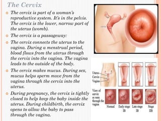 The Cervix
 The cervix is part of a woman’s
reproductive system. It’s in the pelvis.
The cervix is the lower, narrow part of
the uterus (womb).
 The cervix is a passageway:
 The cervix connects the uterus to the
vagina. During a menstrual period,
blood flows from the uterus through
the cervix into the vagina. The vagina
leads to the outside of the body.
 The cervix makes mucus. During sex,
mucus helps sperm move from the
vagina through the cervix into the
uterus.
 During pregnancy, the cervix is tightly
closed to help keep the baby inside the
uterus. During childbirth, the cervix
opens to allow the baby to pass
through the vagina.
 