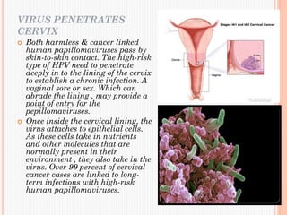 VIRUS PENETRATES
CERVIX
 Both harmless & cancer linked
human papillomaviruses pass by
skin-to-skin contact. The high-risk
type of HPV need to penetrate
deeply in to the lining of the cervix
to establish a chronic infection. A
vaginal sore or sex. Which can
abrade the lining , may provide a
point of entry for the
pepillomaviruses.
 Once inside the cervical lining, the
virus attaches to epithelial cells.
As these cells take in nutrients
and other molecules that are
normally present in their
environment , they also take in the
virus. Over 99 percent of cervical
cancer cases are linked to long-
term infections with high-risk
human papillomaviruses.
 