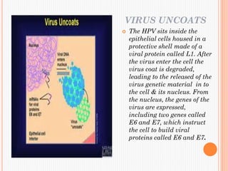 VIRUS UNCOATS
 The HPV sits inside the
epithelial cells housed in a
protective shell made of a
viral protein called L1. After
the virus enter the cell the
virus coat is degraded,
leading to the released of the
virus genetic material in to
the cell & its nucleus. From
the nucleus, the genes of the
virus are expressed,
including two genes called
E6 and E7, which instruct
the cell to build viral
proteins called E6 and E7.
 