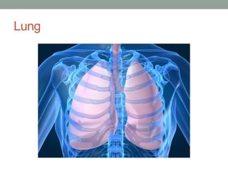 Lung
 