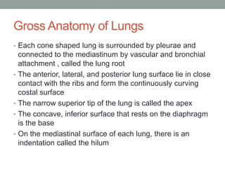 Gross Anatomy of Lungs
• Each cone shaped lung is surrounded by pleurae and
    connected to the mediastinum by vascular and bronchial
    attachment , called the lung root
•   The anterior, lateral, and posterior lung surface lie in close
    contact with the ribs and form the continuously curving
    costal surface
•   The narrow superior tip of the lung is called the apex
•   The concave, inferior surface that rests on the diaphragm
    is the base
•   On the mediastinal surface of each lung, there is an
    indentation called the hilum
 
