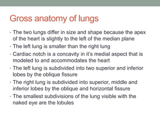 Gross anatomy of lungs
• The two lungs differ in size and shape because the apex
    of the heart is slightly to the left of the median plane
•   The left lung is smaller than the right lung
•   Cardiac notch is a concavity in it’s medial aspect that is
    modeled to and accommodates the heart
•   The left lung is subdivided into two superior and inferior
    lobes by the oblique fissure
•   The right lung is subdivided into superior, middle and
    inferior lobes by the oblique and horizontal fissure
•   The smallest subdivisions of the lung visible with the
    naked eye are the lobules
 