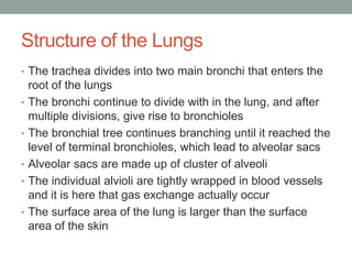 Structure of the Lungs
• The trachea divides into two main bronchi that enters the
    root of the lungs
•   The bronchi continue to divide with in the lung, and after
    multiple divisions, give rise to bronchioles
•   The bronchial tree continues branching until it reached the
    level of terminal bronchioles, which lead to alveolar sacs
•   Alveolar sacs are made up of cluster of alveoli
•   The individual alvioli are tightly wrapped in blood vessels
    and it is here that gas exchange actually occur
•   The surface area of the lung is larger than the surface
    area of the skin
 