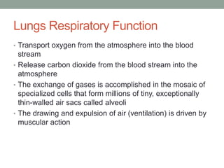 Lungs Respiratory Function
• Transport oxygen from the atmosphere into the blood
  stream
• Release carbon dioxide from the blood stream into the
  atmosphere
• The exchange of gases is accomplished in the mosaic of
  specialized cells that form millions of tiny, exceptionally
  thin-walled air sacs called alveoli
• The drawing and expulsion of air (ventilation) is driven by
  muscular action
 