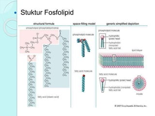  Stuktur Fosfolipid
 