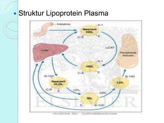  Struktur Lipoprotein Plasma
 