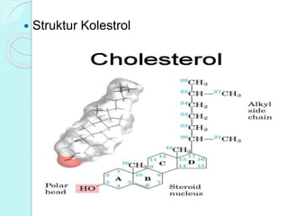  Struktur Kolestrol
 