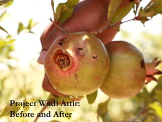 Project Wadi Attir:
Before and After
 