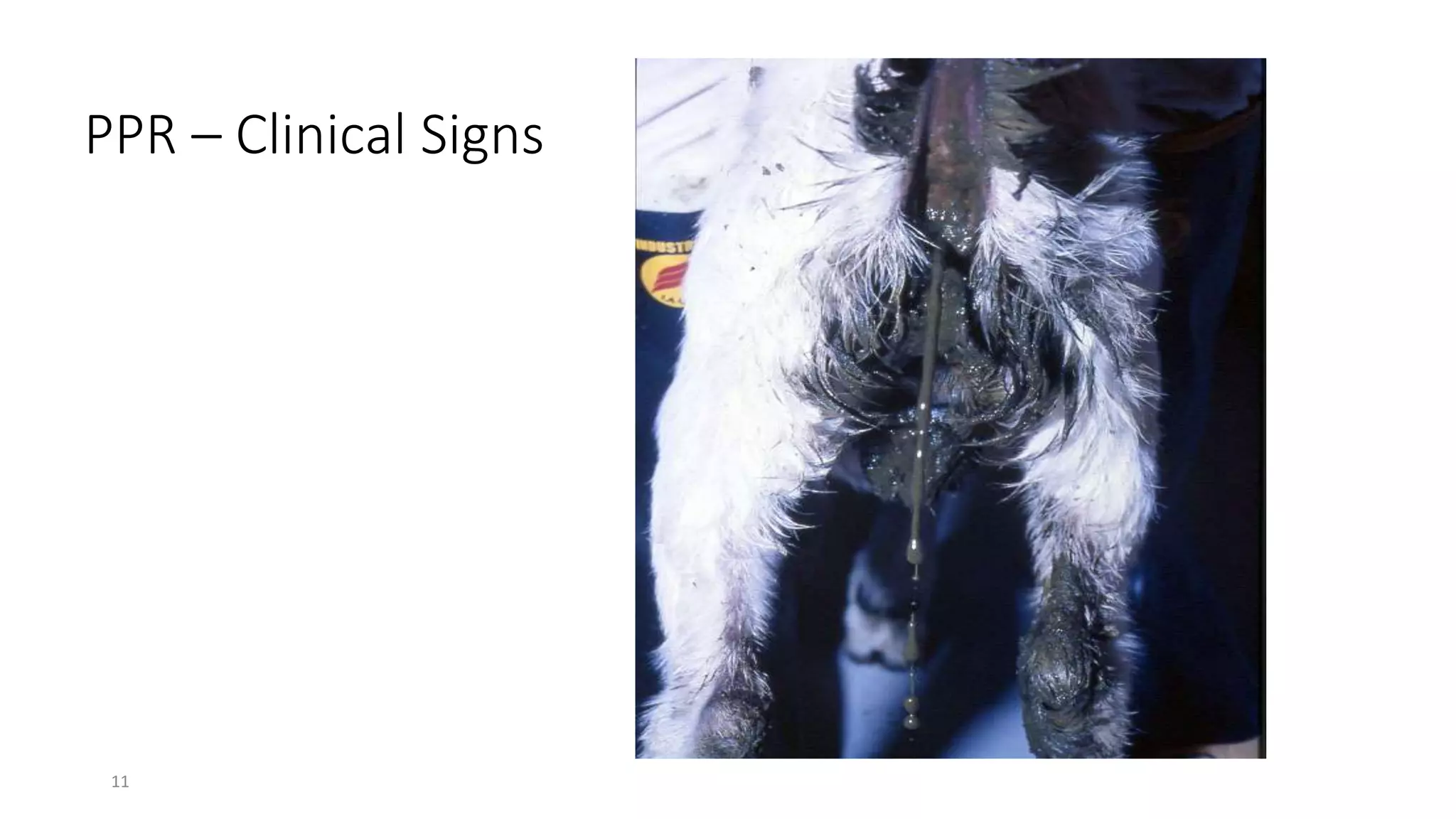 11
PPR – Clinical Signs
 