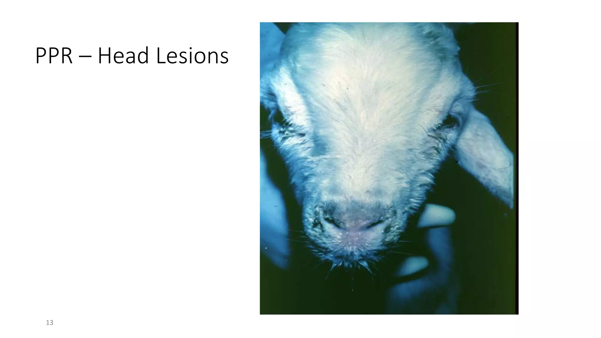 13
PPR – Head Lesions
 