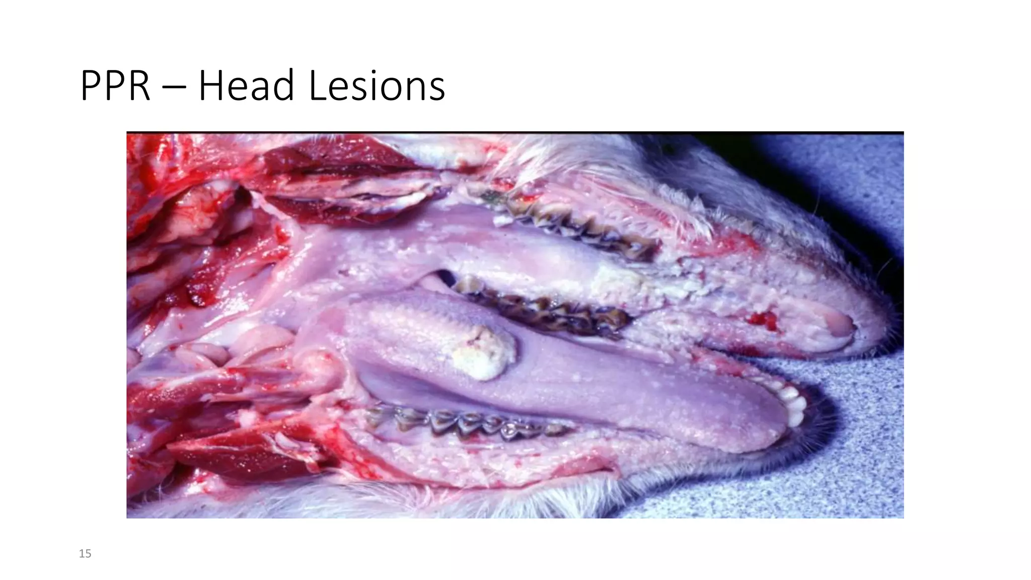 15
PPR – Head Lesions
 