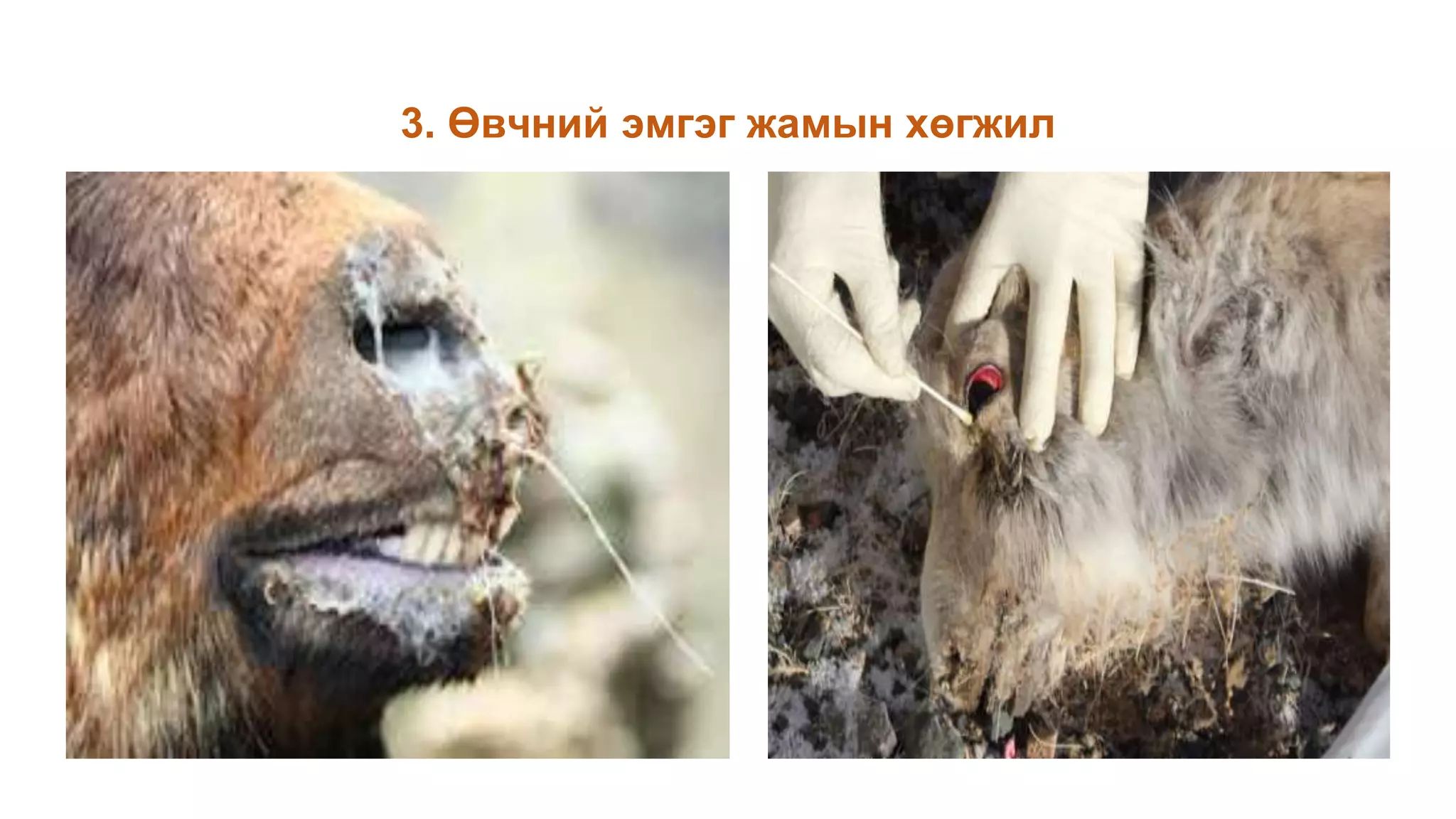 3. Өвчний эмгэг жамын хөгжил
 