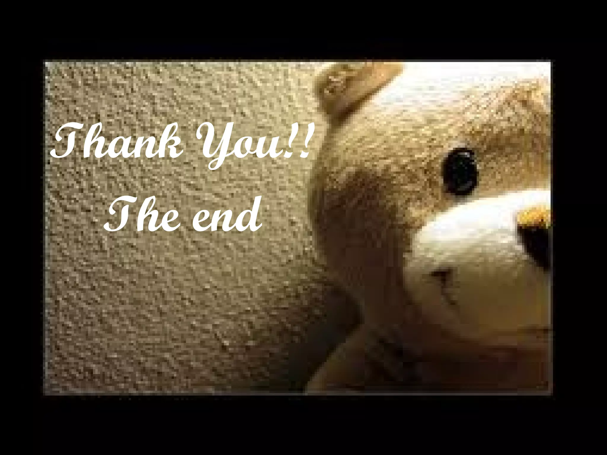 Thank You!! The end P&C Team 2010-2011 