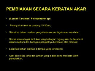 PEMBIAKAN SECARA KERATAN AKAR  (Contoh Tanaman: Philodendron sp)  Potong akar-akar se panjang 15-30cm;  Semai ke dalam medium pengakaran secara tegak atau mendatar;  Semai secara tegak tentukan yang bahagian hujung akar itu berada di dalam medium dan bahagian pangkalnya berada di atas medium;  Letakkan bahan biakkan di tempat yang terlindung;  Catit dan rekod jenis dan jumlah yang di biak serta mencatit tarikh pembiakkan.  