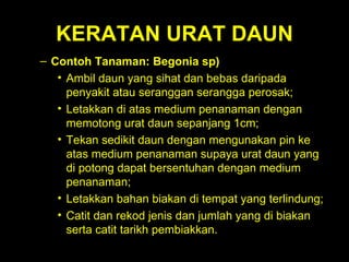 KERATAN URAT DAUN Contoh Tanaman: Begonia sp)   Ambil daun yang sihat dan bebas daripada penyakit atau seranggan serangga perosak;  Letakkan di atas medium penanaman dengan memotong urat daun sepanjang 1cm;  Tekan sedikit daun dengan mengunakan pin ke atas medium penanaman supaya urat daun yang di potong dapat bersentuhan dengan medium penanaman;  Letakkan bahan biakan di tempat yang terlindung;  Catit dan rekod jenis dan jumlah yang di biakan serta catit tarikh pembiakkan. 