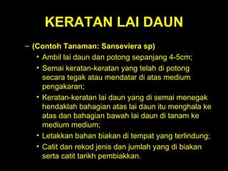 KERATAN LAI DAUN (Contoh Tanaman: Sanseviera sp)   Ambil lai daun dan potong sepanjang 4-5cm;  Semai keratan-keratan yang telah di potong secara tegak atau mendatar di atas medium pengakaran;  Keratan-keratan lai daun yang di semai menegak hendaklah bahagian atas lai daun itu menghala ke atas dan bahagian bawah lai daun di tanam ke medium medium;  Letakkan bahan biakan di tempat yang terlindung;  Catit dan rekod jenis dan jumlah yang di biakan serta catit tarikh pembiakkan. 
