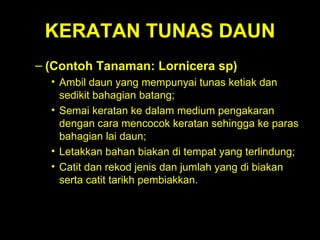 KERATAN TUNAS DAUN (Contoh Tanaman: Lornicera sp)   Ambil daun yang mempunyai tunas ketiak dan sedikit bahagian batang;  Semai keratan ke dalam medium pengakaran dengan cara mencocok keratan sehingga ke paras bahagian lai daun;  Letakkan bahan biakan di tempat yang terlindung;  Catit dan rekod jenis dan jumlah yang di biakan serta catit tarikh pembiakkan.    