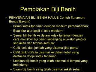 Pembiakan Biji Benih PENYEMAIAN BIJI BENIH HALUS Contoh Tanaman: Bunga Bayam)  Isikan kotak tanaman dengan medium percambahan;  Buat alur-alur kecil di atas medium;  Semai biji benih ke dalam kotak tanaman dengan cara menabur biji benih sepanjang alur-alur yang di sediakan dan timbus semula;  Catit jenis dan jumlah yang disemai jika perlu;  Catit tarikh bila ia disemai ke dalam lebal yang diletakan ditepi kotak tanaman;  Letakan biji benih yang telah disemai di tempat yang terlindung;  Siram biji benih yang telah disemai sekali sehari.    