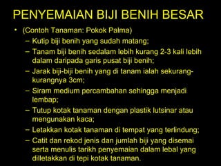 PENYEMAIAN BIJI BENIH BESAR  (Contoh Tanaman: Pokok Palma)  Kutip biji benih yang sudah matang;  Tanam biji benih sedalam lebih kurang 2-3 kali lebih dalam daripada garis pusat biji benih;  Jarak biji-biji benih yang di tanam ialah sekurang-kurangnya 3cm;  Siram medium percambahan sehingga menjadi lembap;  Tutup kotak tanaman dengan plastik lutsinar atau mengunakan kaca;  Letakkan kotak tanaman di tempat yang terlindung;  Catit dan rekod jenis dan jumlah biji yang disemai serta menulis tarikh penyemaian dalam lebal yang dilletakkan di tepi kotak tanaman.  