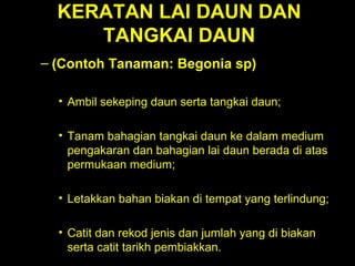 KERATAN LAI DAUN DAN TANGKAI DAUN (Contoh Tanaman: Begonia sp)   Ambil sekeping daun serta tangkai daun;  Tanam bahagian tangkai daun ke dalam medium pengakaran dan bahagian lai daun berada di atas permukaan medium;  Letakkan bahan biakan di tempat yang terlindung;  Catit dan rekod jenis dan jumlah yang di biakan serta catit tarikh pembiakkan.  