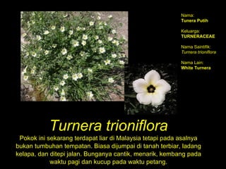 Turnera trioniflora Pokok ini sekarang terdapat liar di Malaysia tetapi pada asalnya bukan tumbuhan tempatan. Biasa dijumpai di tanah terbiar, ladang kelapa, dan ditepi jalan. Bunganya cantik, menarik, kembang pada waktu pagi dan kucup pada waktu petang. Nama:   Tunera Putih Keluarga:  TURNERACEAE Nama Saintifik:   Turnera trioniflora Nama Lain:  White Turnera   