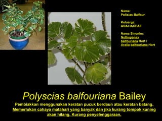 Polyscias balfouriana  Bailey Pembiakkan menggunakan keratan pucuk berdaun atau keratan batang. Memerlukan cahaya matahari yang banyak dan jika kurang tompok kuning akan hilang. Kurang penyelenggaraan. Nama:  Polisias Balfour Keluarga: ARALIACEAE Nama Sinonim:  Nothopanax balfouriana  Hort /  Aralia   balfouriana  Hort 