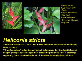 Heliconia stricta * Pertumbuhan antara 0.3m - 1.0m. Pokok heliconia ini sesuai untuk lanskap berskala besar. * 'Dwarf Jamaican' hidup dangan baik di dalam pasu dan dia dapat toleransi dengan pelbagai cuaca dengan baik berbanding heliconia lain. Ia berbunga sepanjang tahun dan boleh ditanam di kawasan lapang ke 60% teduhan. Antara nama KULTIVAR lain: Bucky  Dwarf Jamaican  Fire Bird  Iris Bannochie  Oliveira's Sharonii  Tagami  