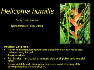 Keadaan yang ideal: Pokok ini memerlukan tanah yang bersaliran baik dan mendapat matahari yang banyak.  Pertumbuhan:   Pembiakkan menggunakan rumpun atau anak pokok serta melalui rizom.  Pokok ini tidak perlu dipangkas dan sukar untuk diserang oleh serangga perosak atau penyakit. Heliconia humilis Family: Heliconiaceae Nama tempatan : Sepit Udang 