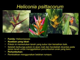 Heliconia psittacorum Family:  Heliconiaceae  Keadaan yang ideal: Pokok ini memerlukan tanah yang subur dan bersaliran baik. Setelah berbunga pokok ini akan mati dan hendaklah dicantas pada paras tanah untuk menggalakkan pertumbuhan anak yang baru. Pertumbuhan:   Pembiakkan menggunakan belahan rumpun. 