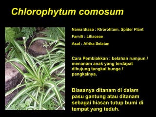 Chlorophytum comosum Nama Biasa : Klrorofitum, Spider Plant Famili : Liliaceae Asal : Afrika Selatan Cara Pembiakkan : belahan rumpun / menanam anak yang terdapat dihujung tangkai bunga / pangkalnya. Biasanya ditanam di dalam pasu gantung atau ditanam sebagai hiasan tutup bumi di tempat yang teduh. 