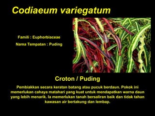 Codiaeum variegatum Croton / Puding Pembiakkan secara keratan batang atau pucuk berdaun. Pokok ini memerlukan cahaya matahari yang kuat untuk mendapatkan warna daun yang lebih menarik. Ia memerlukan tanah bersaliran baik dan tidak tahan kawasan air bertakung dan lembap. Famili : Euphorbiaceae Nama Tempatan : Puding 