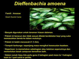 Dieffenbachia   amoena Banyak digunakan untuk tanaman hiasan dalaman.  Pokok ini beracun dan tidak sesuai diletak berdekatan bayi yang suka memasukkan benda ke dalam mulutnya.  Pokok ini boleh mencecah 6’ (1.5m).  Tempoh berbunga: sepanjang masa mengikut kesesuaian keadaan.  Keperluan: ia memerlukan sebahagian atau teduhan sepenuhnya dan memerlukan tanah campuran bersaliran baik.  Dalam rumah hijau kita perlu guna 2 bahagian peat moss to 1 bahagian loam to 1 part sand or perlite.  Famili : Araceae  Giant Dumb Cane 